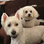 Pet of the Day - 25th April 2021 - Tink and Winnie