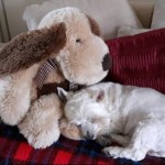 Pet of the Day - 26th April 2021 - Millie