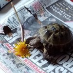 Pet of the Day - 27th April 2021 - Arthur