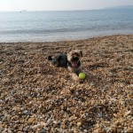 Pet of the Day - 28th April 2021 - on the beach