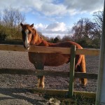 Pet of the Day - 29th April 2021 - My pony Toby