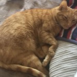 Pet of the Day - 30th April 2021 - Ginger