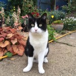 Pet of the Day - 1st May 2021 - Jake the cat