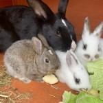 Pet of the Day - 2nd May 2021 - Bunnies