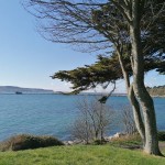 Photo of the day - 1st May 2021 - Trees