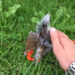 Photo of the day - 2nd May 2021 - Baby Squirrel