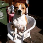 Pet of the Day - 3rd May 2021 - JJ