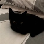 Pet of the Day - 5th May 2021 - Poco