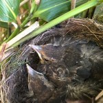 Photo of the day - 5th May 2021 - New arrivals