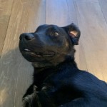 Pet of the Day - 6th May 2021 - Dylan our new rescue street dog