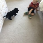 Pet of the Day - 8th May 2021 - Do you what to play?