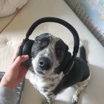 Pet of the Day - 9th May 2021 - DJ Gizmo