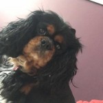 Pet of the Day - 10th May 2021 - Olly