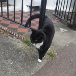 Pet of the Day - 11th May 2021 - Zelda