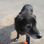 Pet of the Day - 12th May 2021 - Copper
