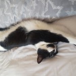 Pet of the Day - 13th May 2021 - Jessecat