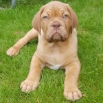 Pet of the Day - 14th May 2021 - Troy