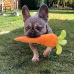 Pet of the Day - 15th May 2021 - Reggie and his carrot