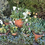 Photo of the day - 8th May 2021 - Photos from my garden