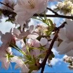 Photo of the day - 12th May 2021 - BLOSSOM TREE