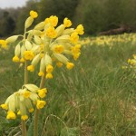 Photo of the day - 14th May 2021 - Cowslip Meadow.