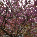 Photo of the day - 19th May 2021 - Blossom