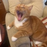 Pet of the Day - 16th May 2021 - Flash