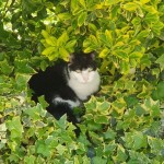 Pet of the Day - 18th May 2021 - My Cat