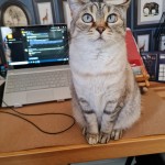 Pet of the Day - 21st May 2021 - Pudge