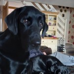 Pet of the Day - 22nd May 2021 - Clyde