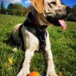 Pet of the Day - 23rd May 2021 - Honey