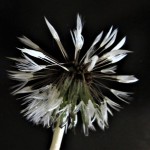 Photo of the day - 21st May 2021 - Seed Heads