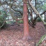 Photo of the day - 24th May 2021 - Monkey tree