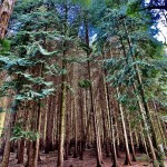 Photo of the day - 31st May 2021 - Dowdeswell Woods