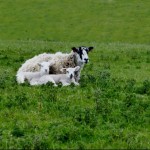 Photo of the day - 1st June 2021 - Mum and lambs