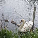 Photo of the day - 2nd June 2021 - Beautiful swan and her cygnets