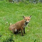 Photo of the day - 6th June 2021 - Unexpected visitor