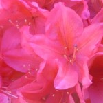 Photo of the Day - 23rd May 2020 - beautiful flowers