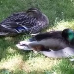 Photo of the day - 8th June 2021 - TIME FOR A SLEEP IN THE SHADE.