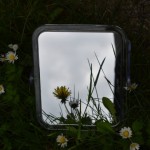 Photo of the day - 10th June 2021 - Garden Flowers