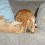 Pet of the Day - 14th June 2021 -Baby and Bambi 