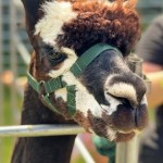 Photo of the day - 14th June 2021 - Alpaca