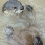 Photo of the Day - 25th May 2020 - Otter at Slimbridge