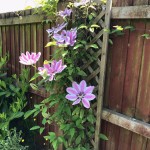 Photo of the day - 20th June 2021 - Nelly Moser