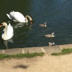 Photo of the Day - 26th May 2020 - Swan family