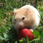 Pet of the Day - 22nd June 2021 - Golden Hamster