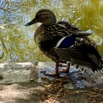 Photo of the day - 22nd June 2021 - Ducking and Diving