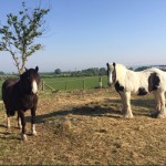 Photo of the Day - 27th May 2020 - Horses at Gotherington Fields