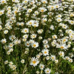 Photo of the day - 23rd June 2021 - Ox Eye Daisies