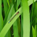 Photo of the day - 26th June 2021 - Nature Photography